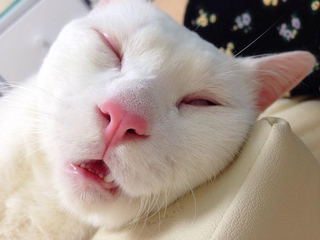Illustration for article titled The Cat with the "Ugliest Sleeping Face in Japan"